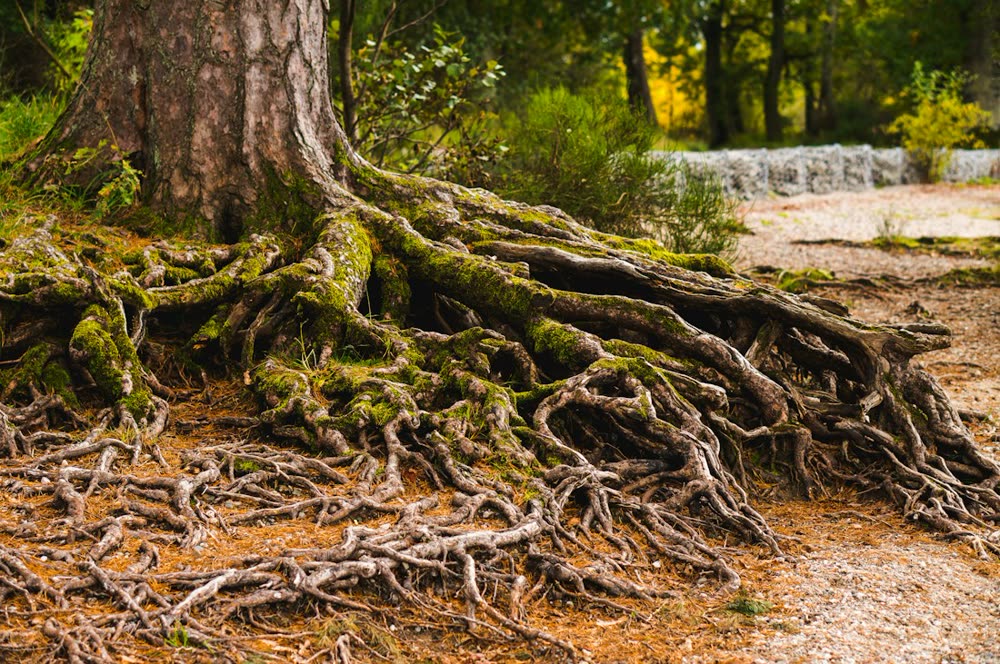 Raíces de un árbol